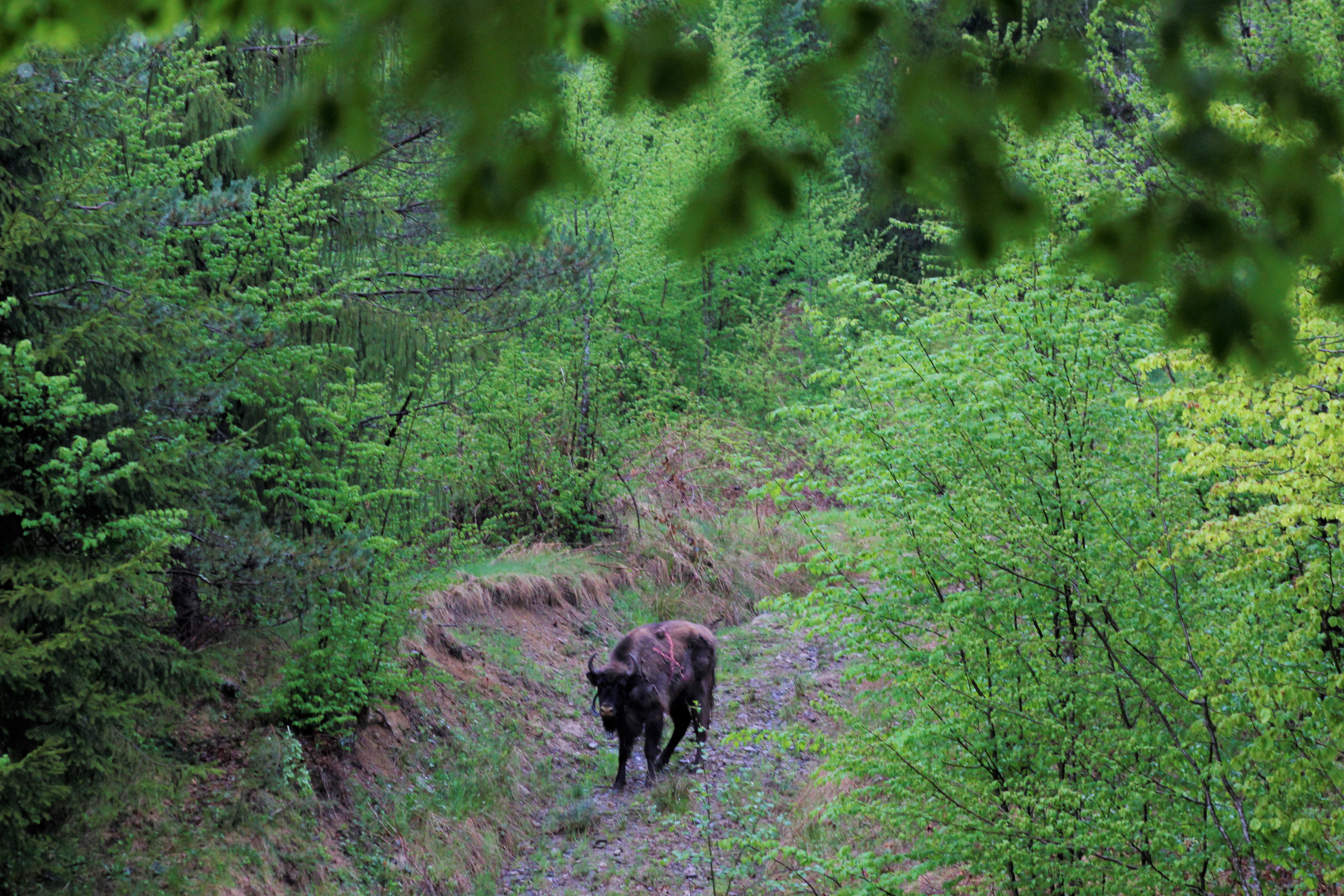 The Life-Bison rewilding project, begun in 2014 by Rewilding Europe and WWF-Romania aims to create a viable population that breeds in the wild and supports the area's biodiversity.